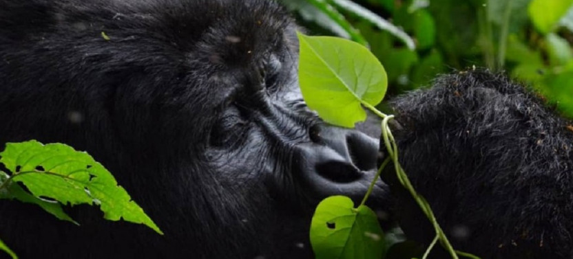 2 Day Gorilla Trekking Safari in Rwanda