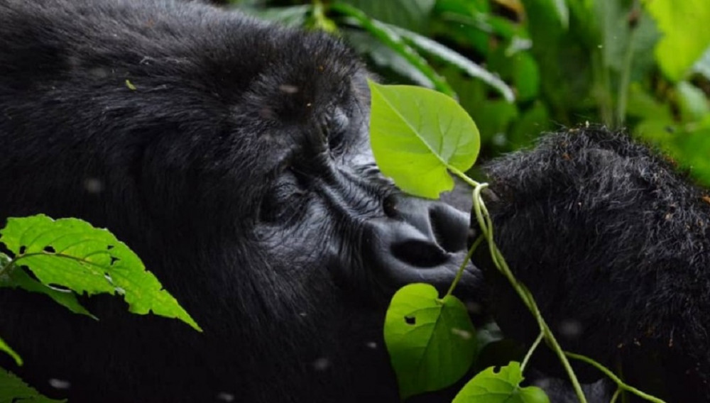 2 Day Gorilla Trekking Safari in Rwanda