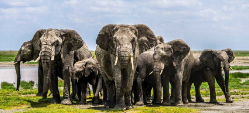 16 Day Luxury Safari In Uganda, Kenya & Tanzania