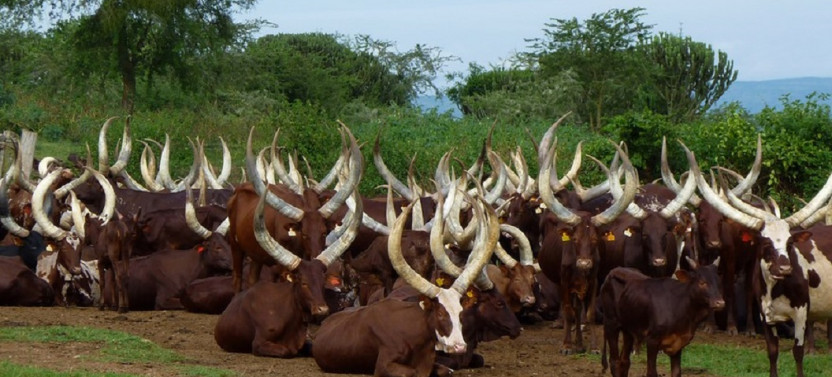 14 Day Explore Uganda and Rwanda Gorilla Trekking Safari