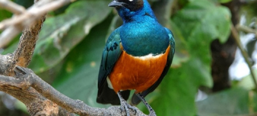 12 Day Birding Exhibition Safari In Kenya