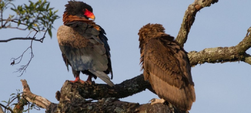 15 Day Birding and Wildlife Adventure Tour in Kenya