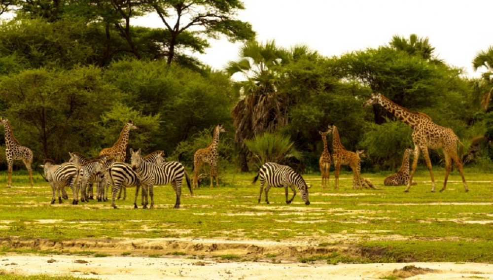 2 Day Tarangire National Park and Ngorongoro Crater Safari