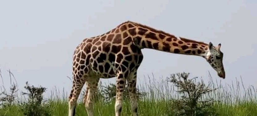 1-Day Nairobi City Excursion