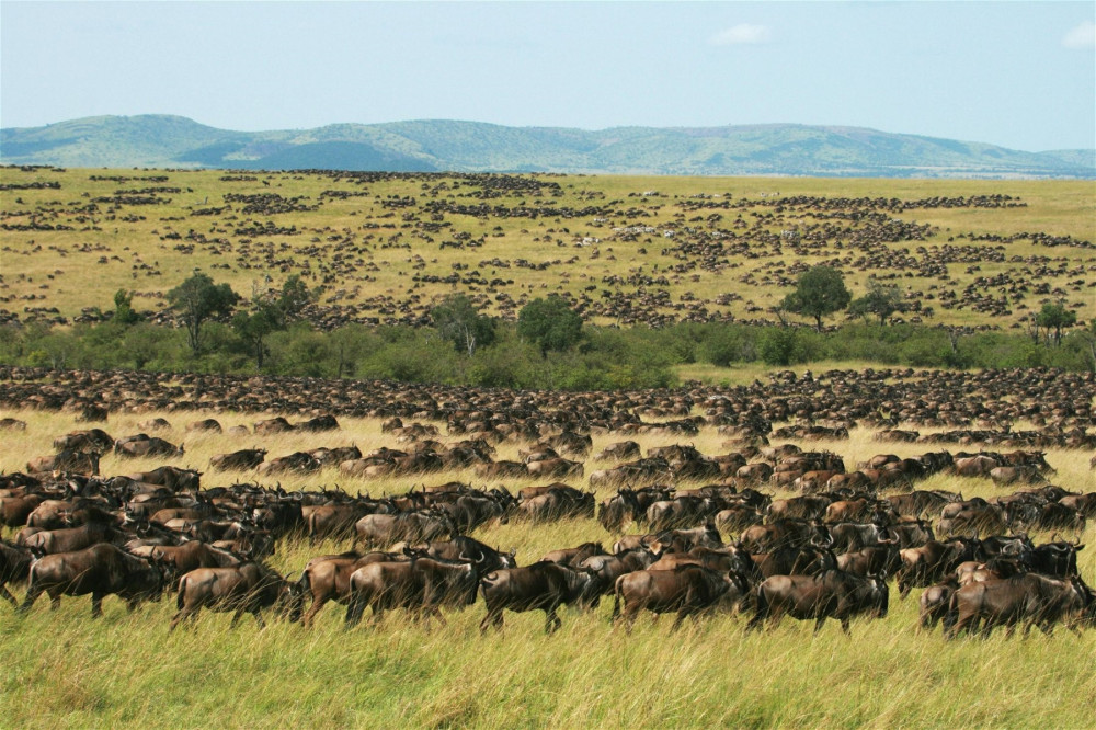 2-Day Masai Mara Safari