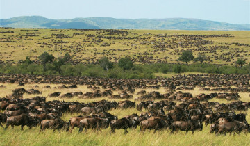 A picture of 2-Day Masai Mara Safari