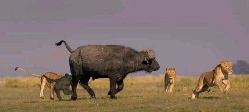 10 Day Kenya Wildlife Safari and Diani Beach Holiday