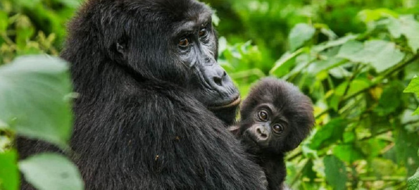10 Day Kenya Uganda Wildlife Safari – Gorilla and Chimpanzees Trekking