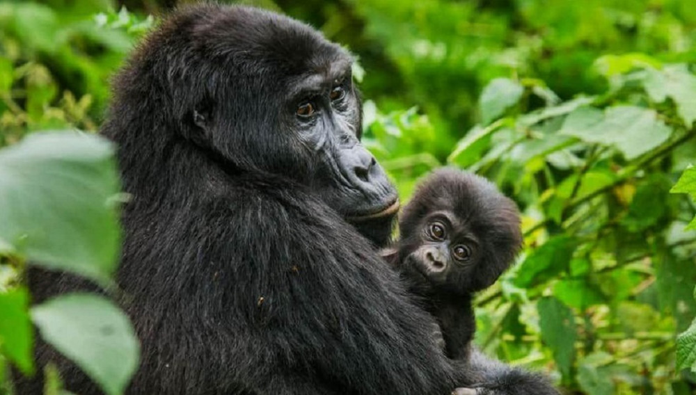 10 Day Kenya Uganda Wildlife Safari – Gorilla and Chimpanzees Trekking