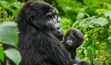 A picture of 10 Day Kenya Uganda Wildlife Safari – Gorilla and Chimpanzees Trekking