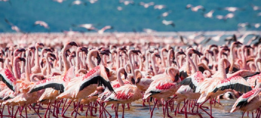 17 Day Birding and Wildlife Safari Kenya