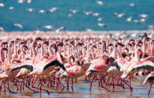 17 Day Birding and Wildlife Safari Kenya