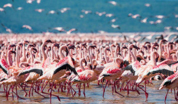 A picture of 17 Day Birding and Wildlife Safari Kenya