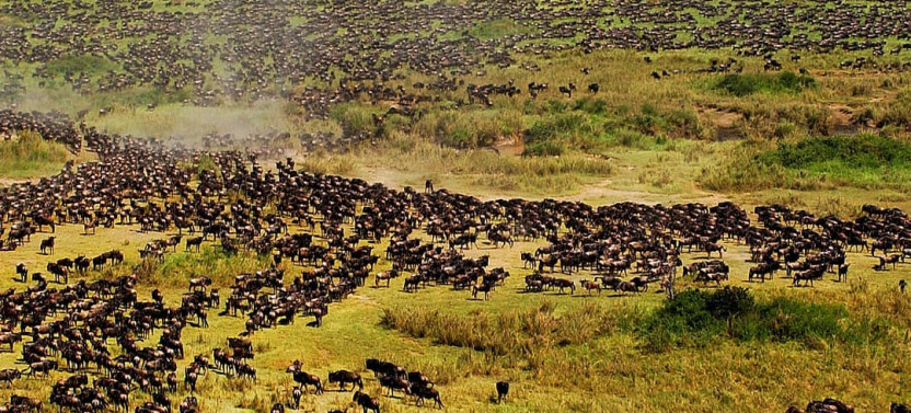 14 Day Kenya Wildlife Safari