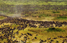 14 Day Kenya Wildlife Safari