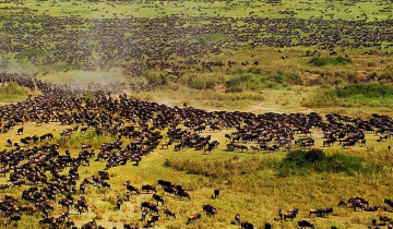 A picture of 14 Day Kenya Wildlife Safari