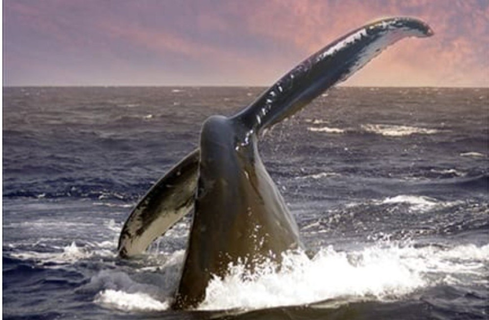 Whale Tails and Sunset Sails (Shared)