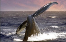 Wild Side Specialty Tours1