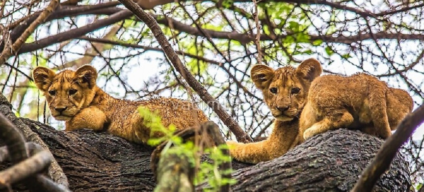 5 Day Botswana Wildlife Safari