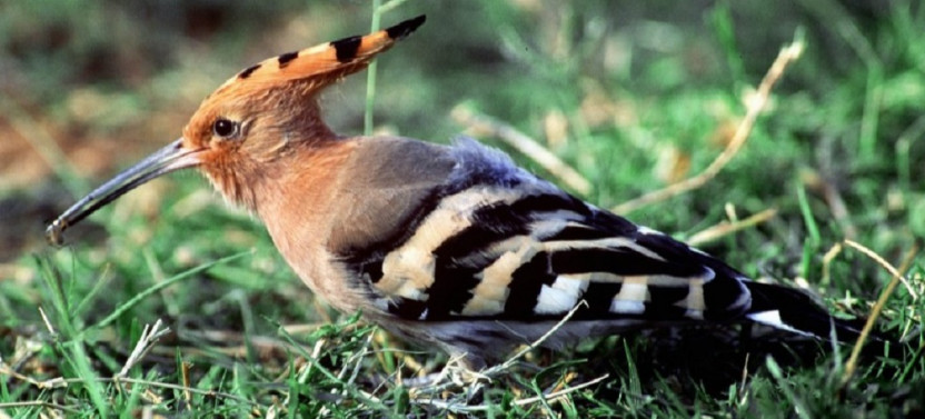 27 Day Magical Birding Safari in Kenya