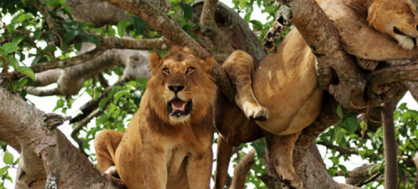 16 Day Wildlife and Beach Safari in Kenya