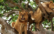 16 Day Wildlife and Beach Safari in Kenya