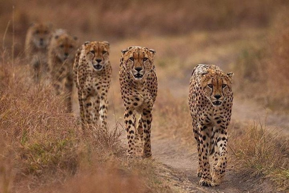 7-Day Best of Kenya Safari: Masai Mara, Lakes & Amboseli