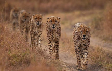 Explorer Kenya Tours and Travel1