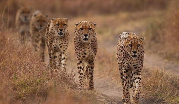 A picture of 7-Day Best of Kenya Safari: Masai Mara, Lakes & Amboseli