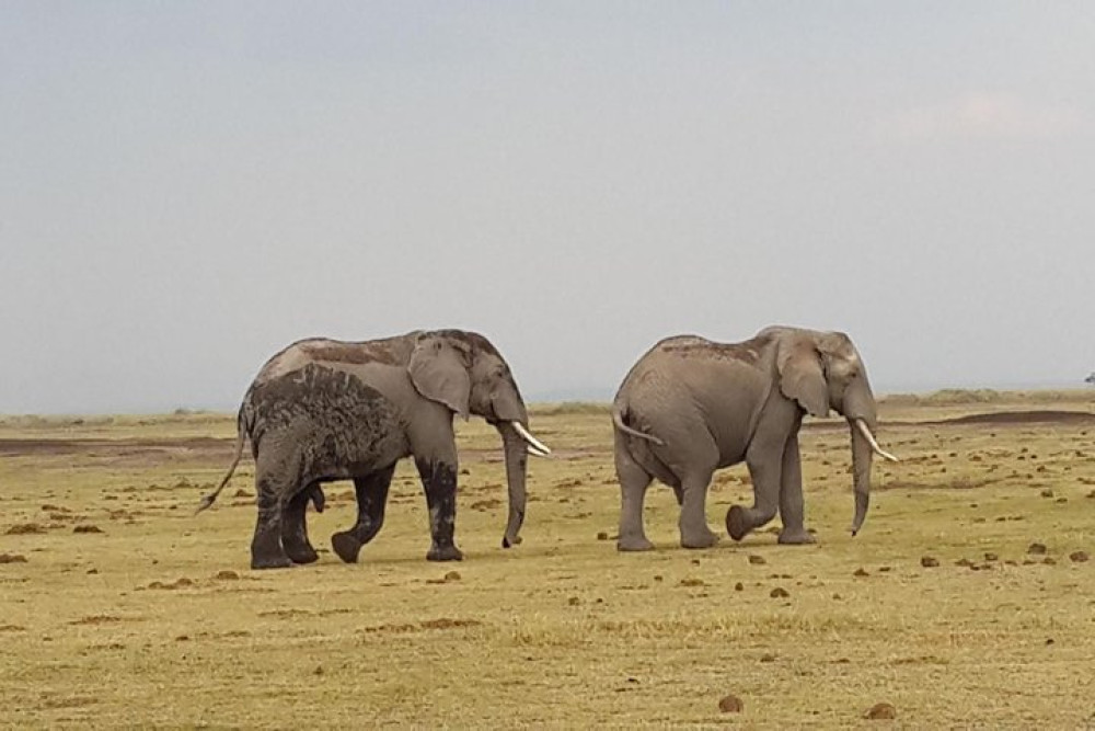 3-Day Amboseli Tented Camp Safari with Elephants & Kilimanjaro Views