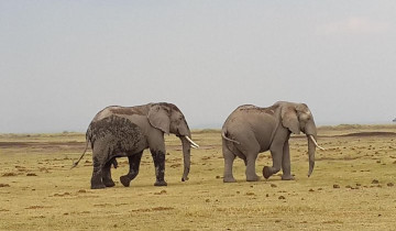 A picture of 3-Day Amboseli Tented Camp Safari with Elephants & Kilimanjaro Views