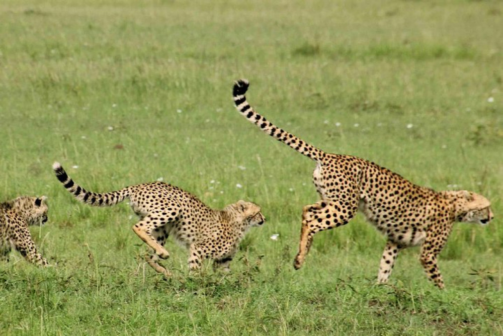 Private 3-Day Under-Canvas Big Five Safari in Maasai Mara