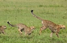 Explorer Kenya Tours and Travel1