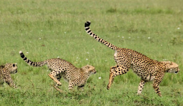 A picture of Private 3-Day Under-Canvas Big Five Safari in Maasai Mara