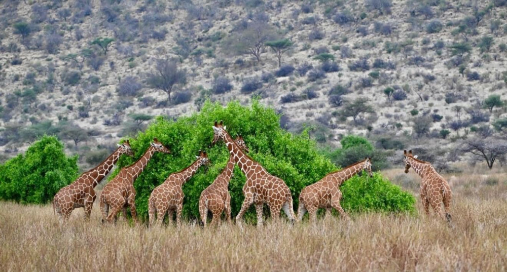 3-Day Samburu National Reserve Safari with Samburu Special Five