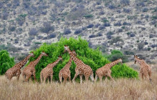 Explorer Kenya Tours and Travel1