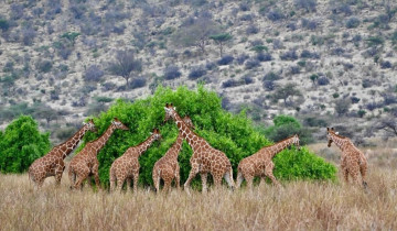 A picture of 3-Day Samburu National Reserve Safari with Samburu Special Five
