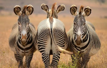 Explorer Kenya Tours and Travel3