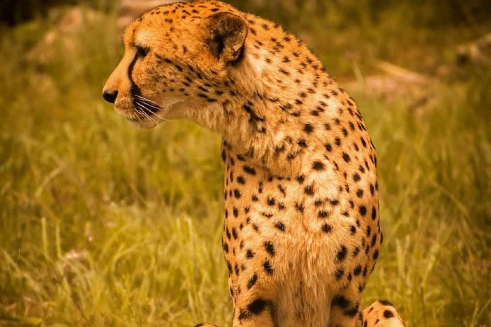5-Day Lodge Safari to Aberdare, Lake Nakuru & Maasai Mara