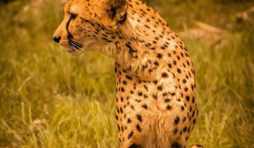 A picture of 5-Day Lodge Safari to Aberdare, Lake Nakuru & Maasai Mara