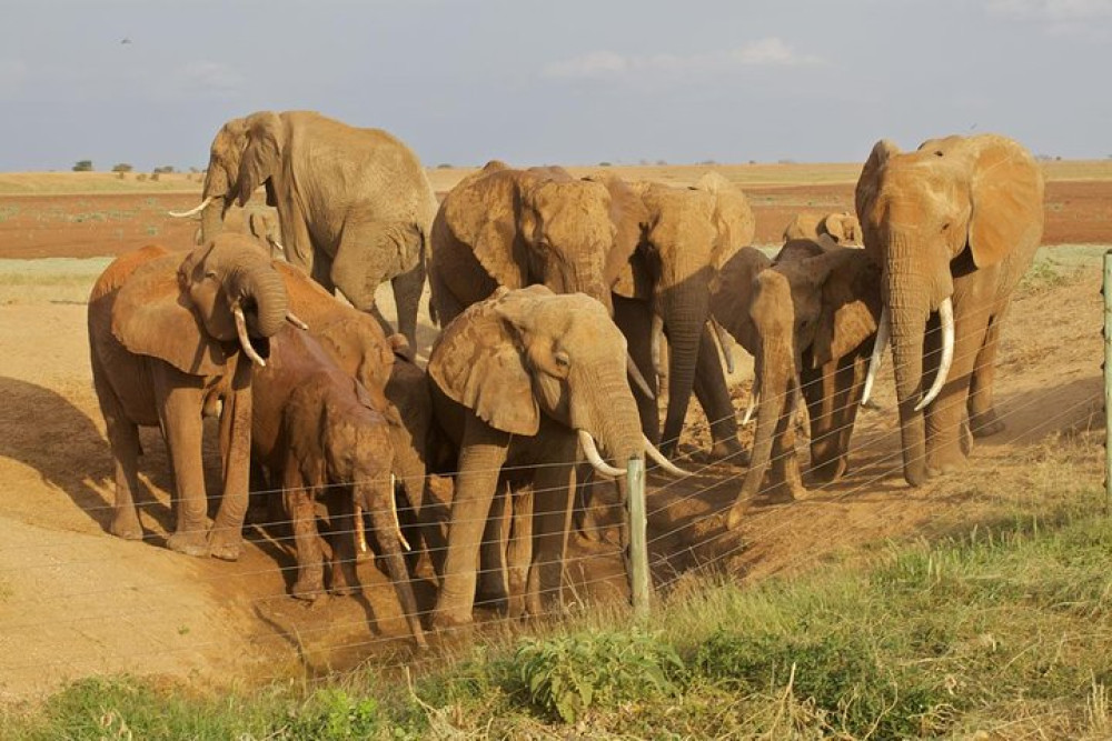 Private 5-Day 4x4 Safari to Amboseli, Tsavo West & Tsavo East
