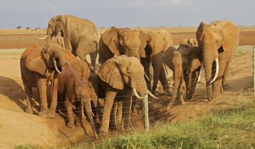 A picture of Private 5-Day 4x4 Safari to Amboseli, Tsavo West & Tsavo East
