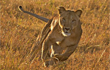 Explorer Kenya Tours and Travel2