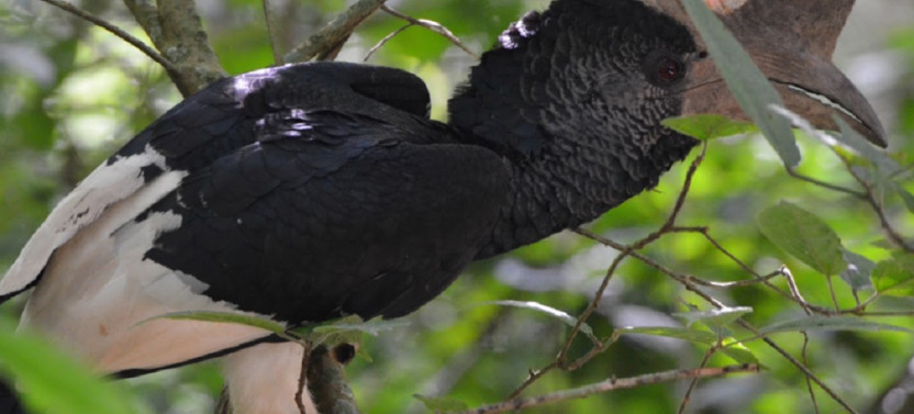 18 Day Rwanda and Uganda Birding Safari