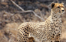 Explorer Kenya Tours and Travel7