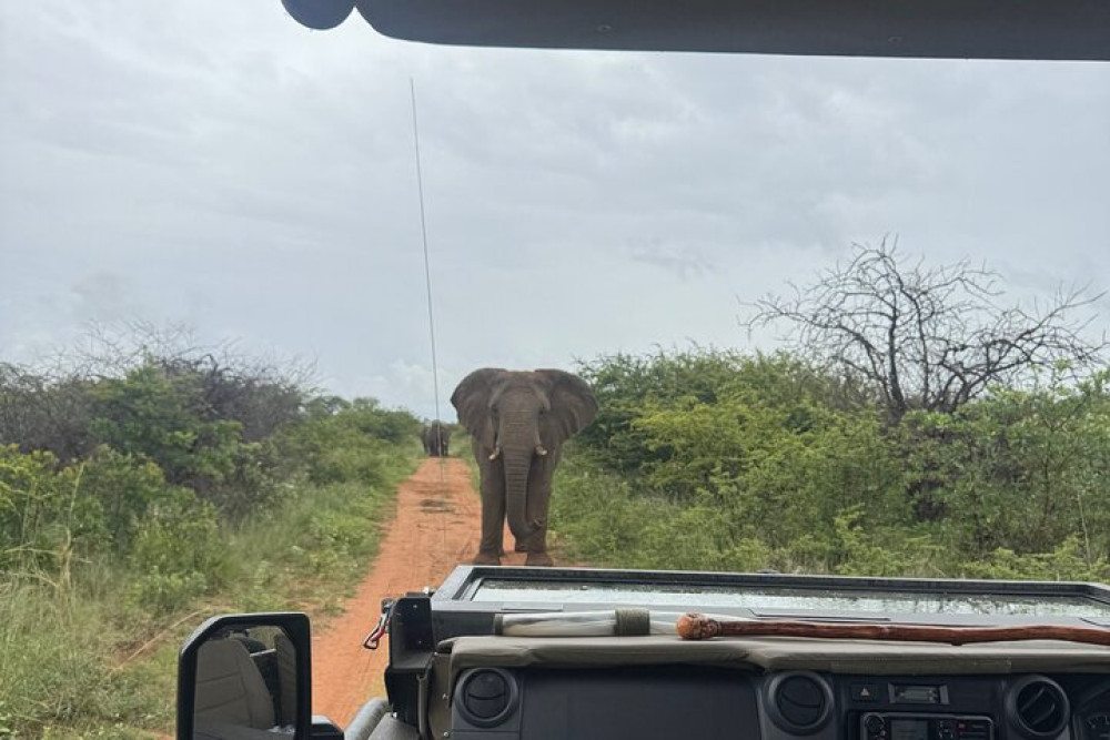 Dinokeng Game Reserve Tour from Sandton