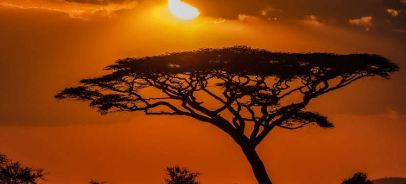 7 Day Lion Adventure Safari