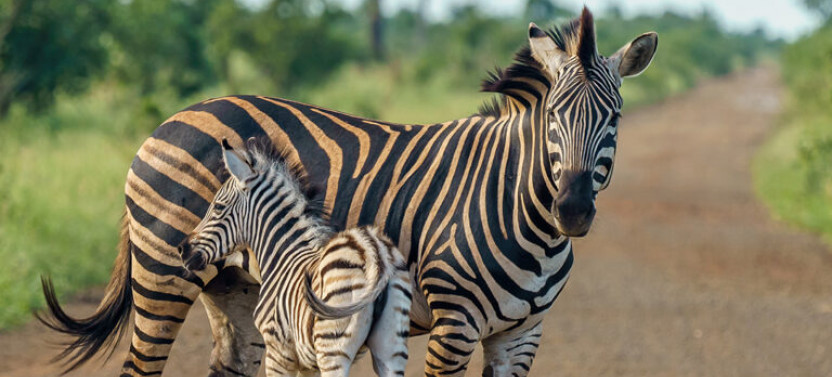 5 Day Northern Tanzania Safari