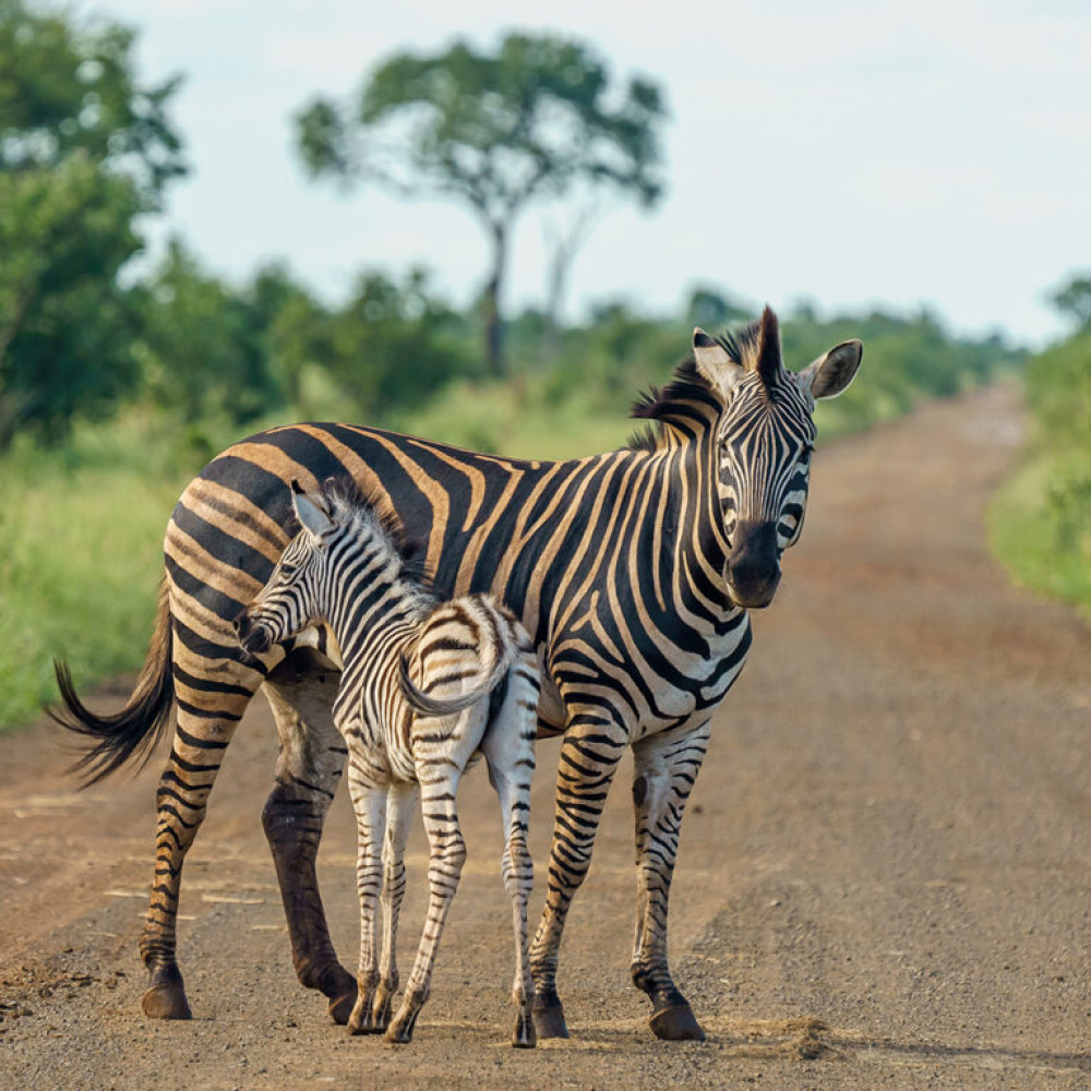 5 Day Northern Tanzania Safari