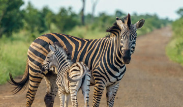 A picture of 5 Day Northern Tanzania Safari